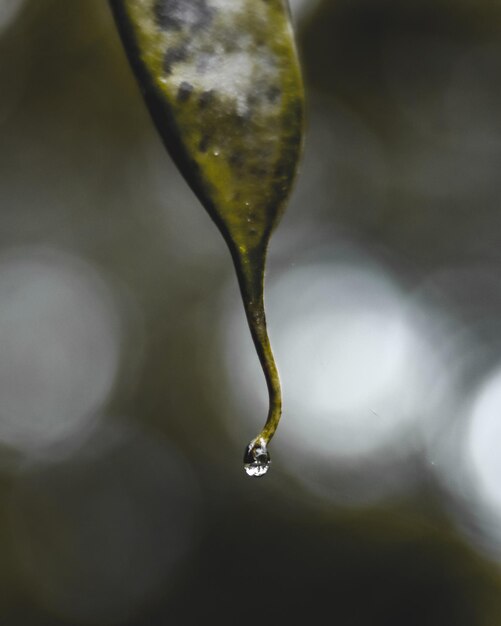 Foto close-up van regendruppels op de plant