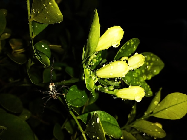 Foto close-up van regendruppels op de plant