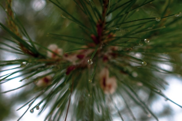 Foto close-up van regendruppels op dennenboom