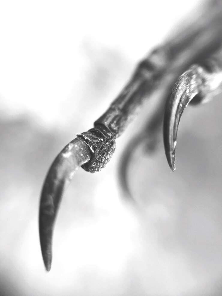 Foto close-up van regendruppels op een bloem