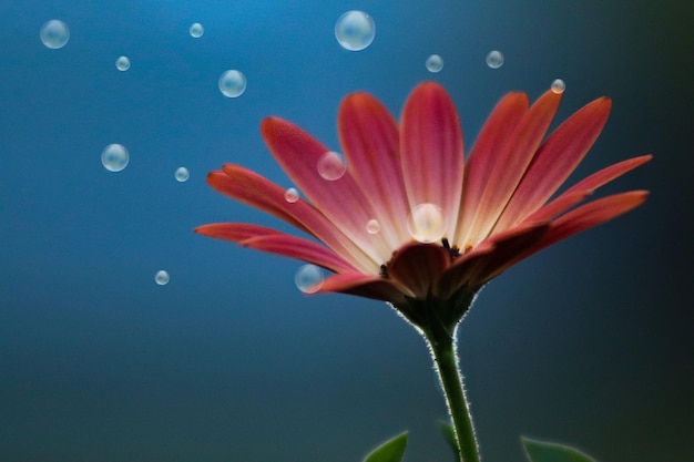 Close-up van regendruppels op een roze bloem