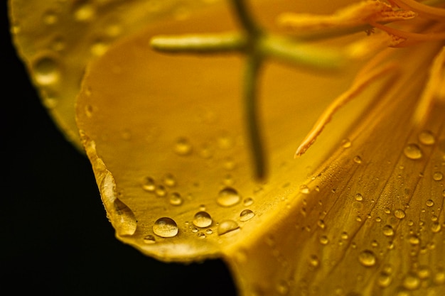 Foto close-up van regendruppels op glas