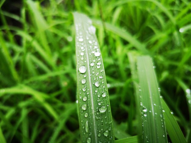 Foto close-up van regendruppels op gras