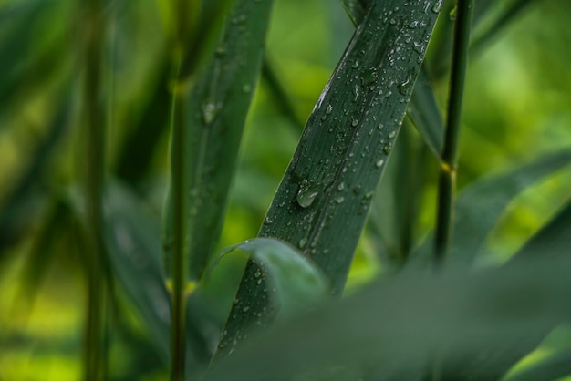 Close-up van regendruppels op grasbladeren