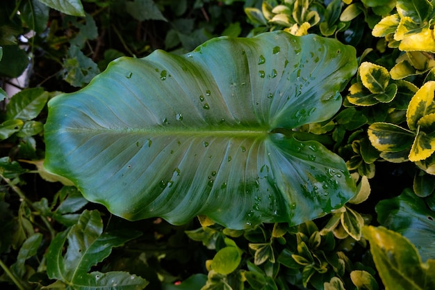 Close-up van regendruppels op groen blad
