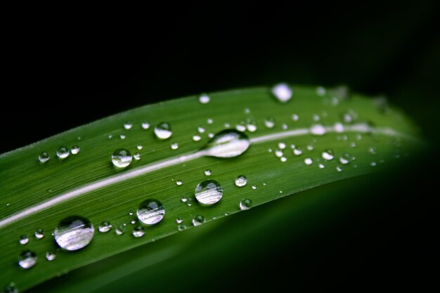 Close-up van regendruppels op groene bladeren