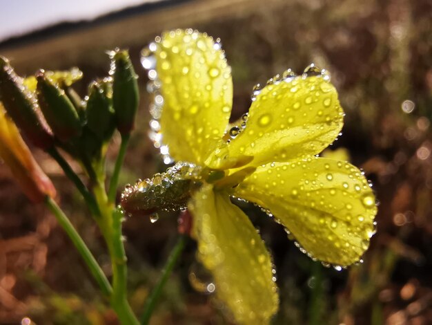 Foto close-up van regendruppels op natte planten