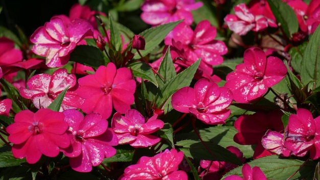 Foto close-up van regendruppels op roze bloemen