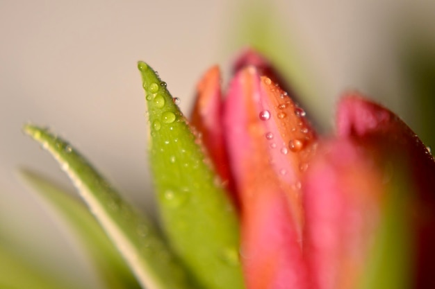 Foto close-up van regendruppels op roze tulpen