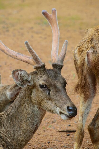 Foto close-up van rendieren