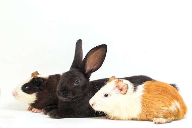 Close-up van rex konijn en cavia