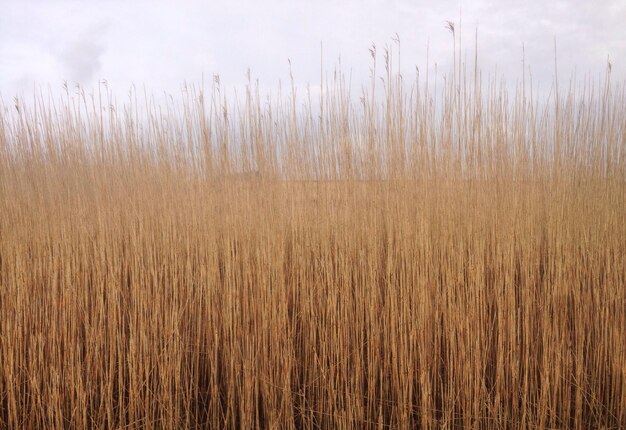 Foto close-up van riet dat in het veld groeit