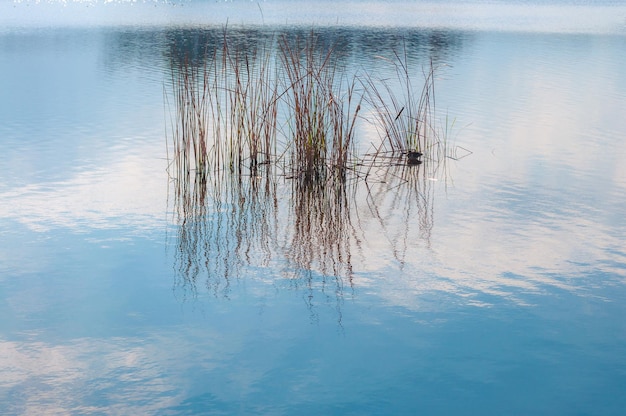 Close-up van riet in het water