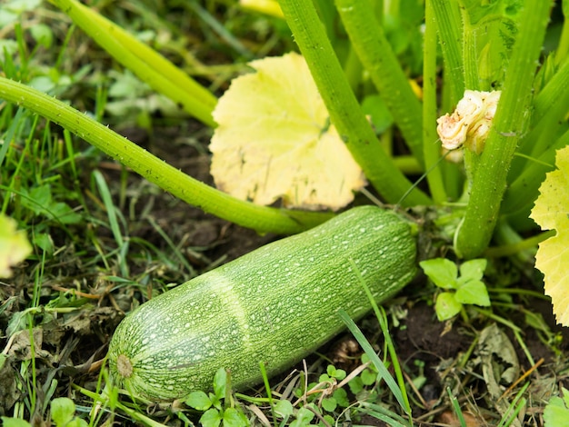 Close-up van rijpe courgette in de tuin