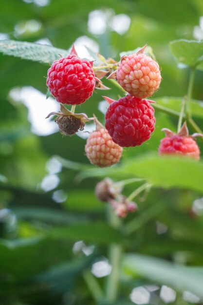 Close up van rijpe en onrijpe frambozen op struik in de tuin.