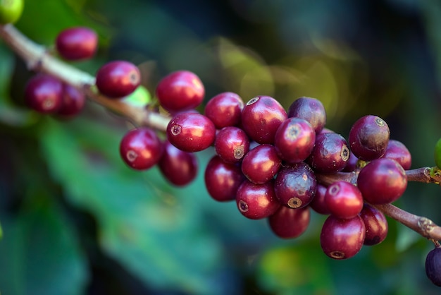 Close-up van rijpe koffiebonen op de boom