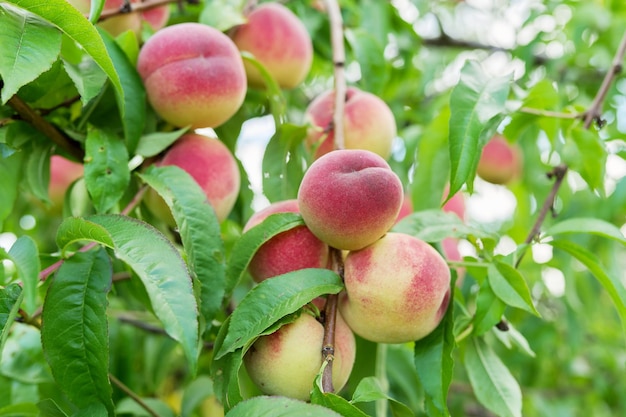 Close-up van rijpe perziken op boomoogst van natuurlijke organische perziken in tuin