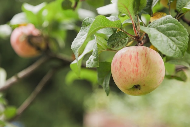 Close-up van rijpe verse rode appels op appelboomtak in de tuin is klaar voor oogst