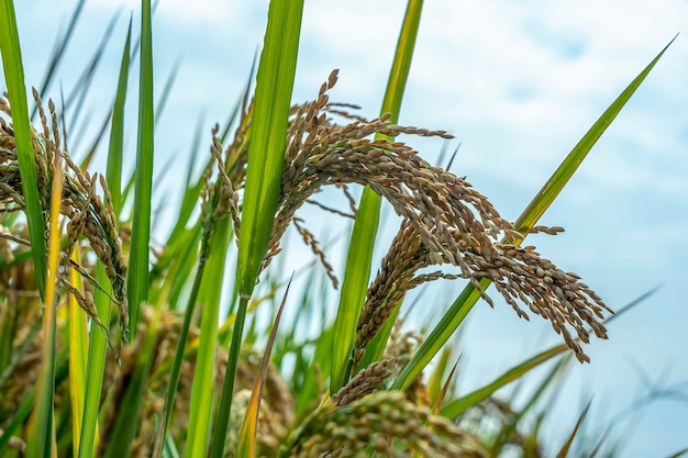 Close-up van rijstzaden in rijstvelden Mooie gouden rijstvelden