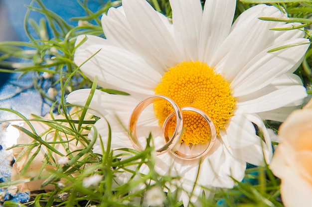 Close-up van ringen op een witte zonnebloemplant