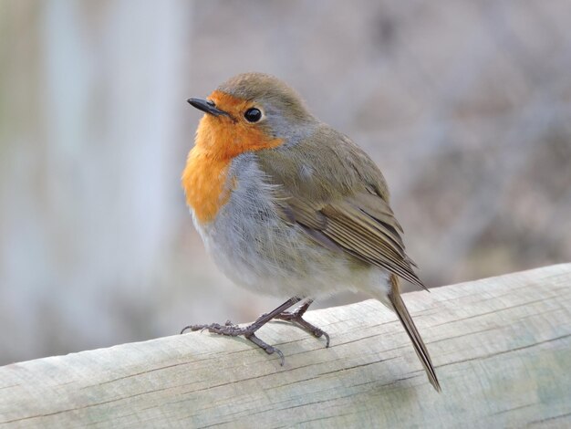 Foto close-up van robin die op een bamboe-railing zit