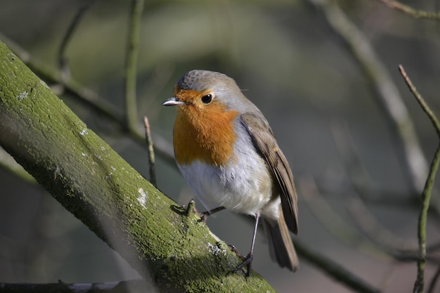 Close-up van robin die op een tak zit