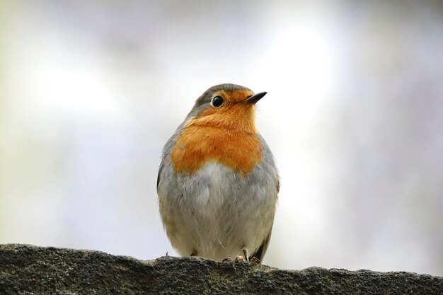 Foto close-up van robin op de rots