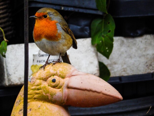 Foto close-up van robin op vogelsculptuur