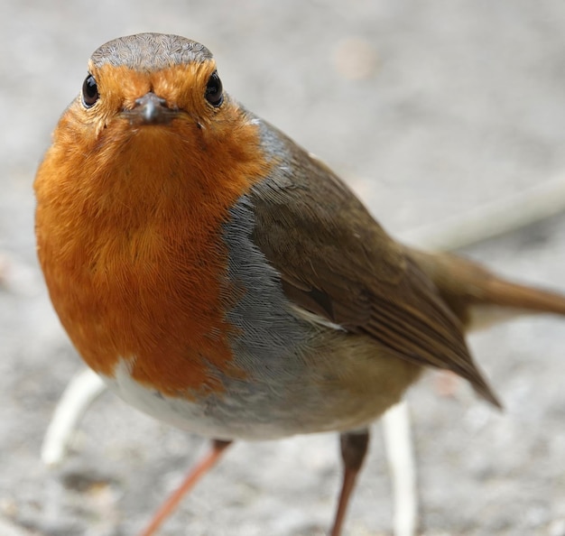 Foto close-up van robin