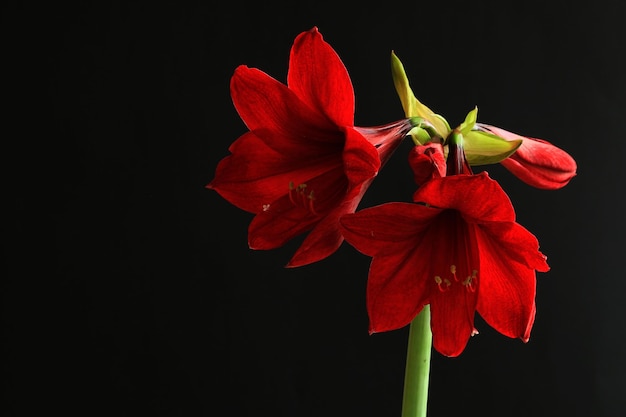 Close-up van rode amaryllis tegen zwarte achtergrond