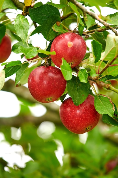 Close-up van rode appels die in de zomer op een boomtak groeien met copyspace Fruit hangend aan een boomgaardtak met bokeh en kopieerruimte Duurzame biologische landbouw op het platteland