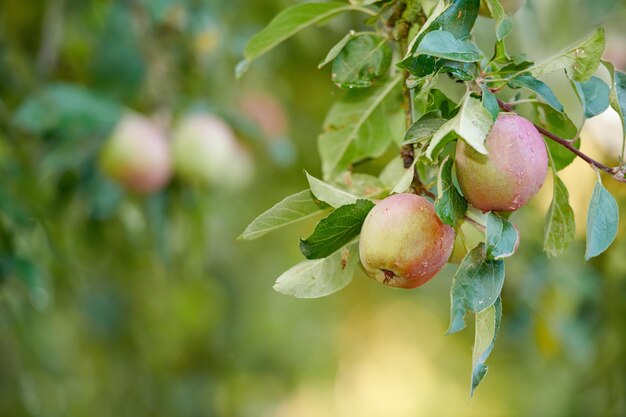 Close-up van rode appels die rijpen op een tak van de appelboomstam op boomgaardboerderij in afgelegen platteland met bokeh Groeiende verse gezonde snackfruit voor voeding en vitamines op een duurzame boerderij