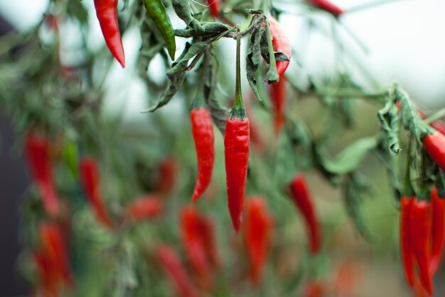 Foto close-up van rode bessen die aan een plant hangen