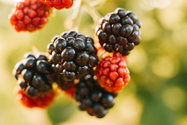 Close-up van rode bessen die op de plant groeien