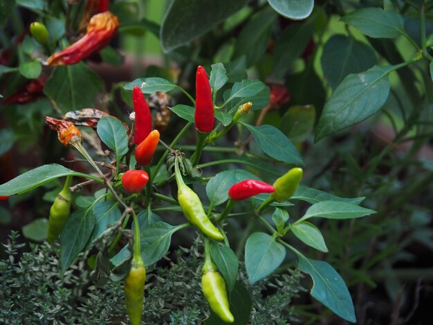 Foto close-up van rode bessen die op de plant groeien