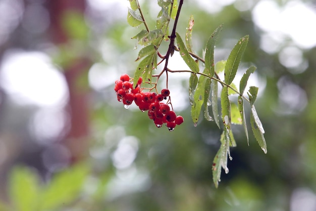 Foto close-up van rode bessen die op een boom groeien