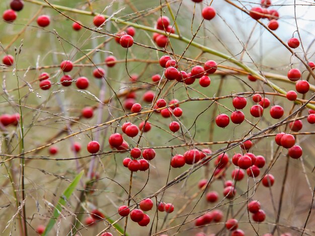 Foto close-up van rode bessen die op een boom groeien