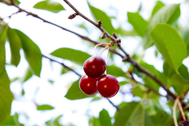 Foto close-up van rode bessen die op een boom groeien