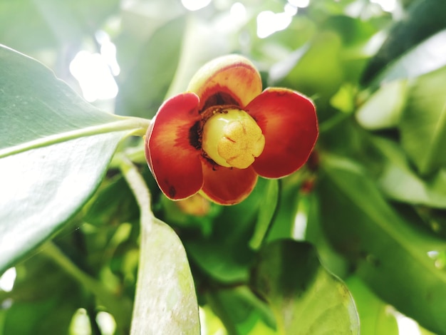 Foto close-up van rode bessen die op een boom groeien