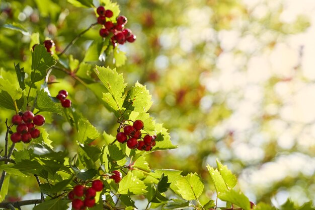 Foto close-up van rode bessen die op een boom groeien