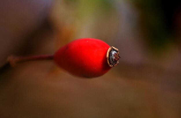 Foto close-up van rode bessen op de plant