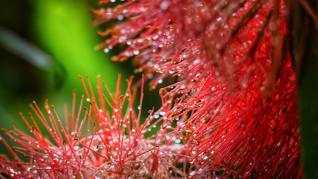 Foto close-up van rode bessen op de plant