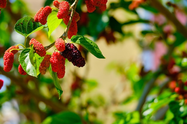 Close-up van rode bessen op de plant