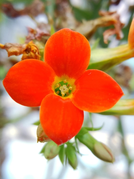 Foto close-up van rode bessen op de plant