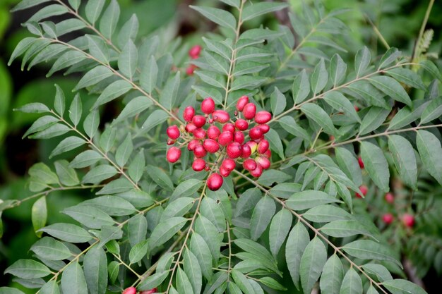 Close-up van rode bessen op een boom