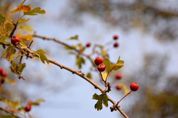 Close-up van rode bessen op een boom