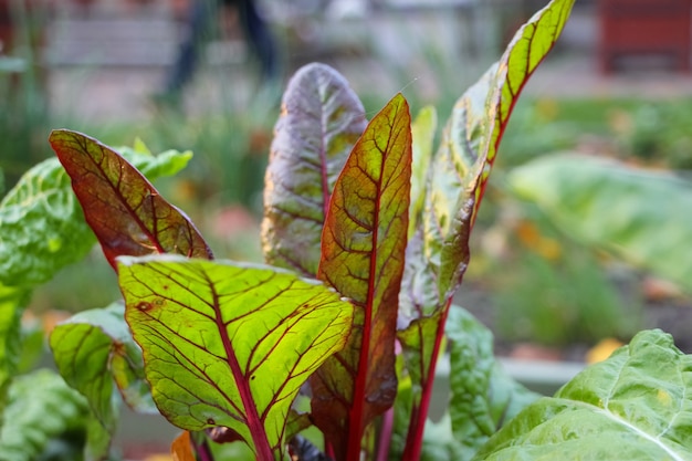 close-up van rode bietenbladeren lat Beta vulgaris L op een decoratief bed in een herfstpark