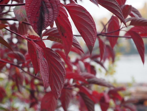 Foto close-up van rode bladeren op de plant