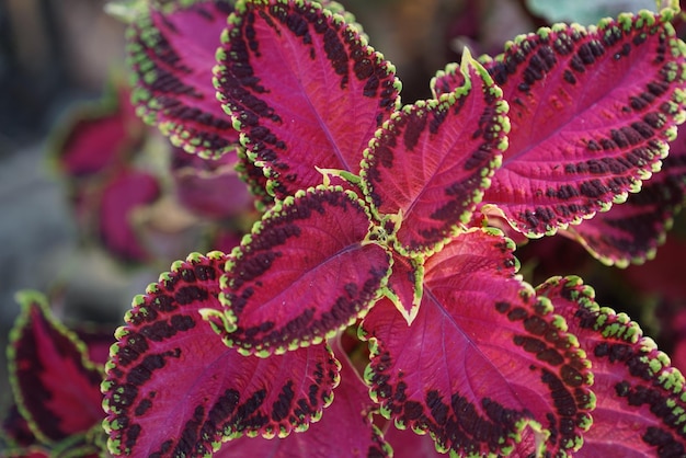 Foto close-up van rode bladeren op de plant