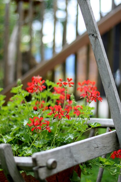 Foto close-up van rode bloeiende planten op de reling